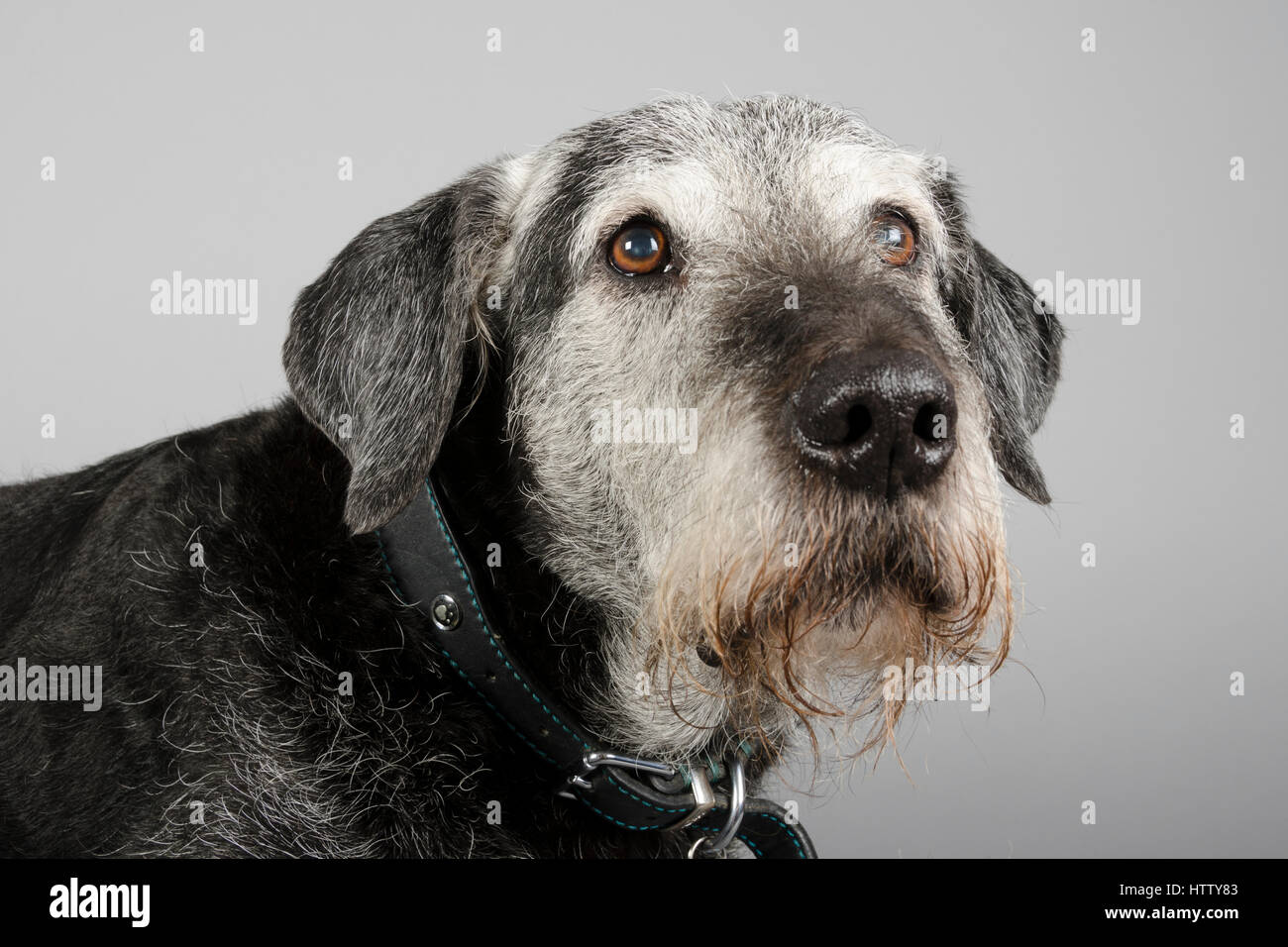 Saluki lurcher hires stock photography and images Alamy