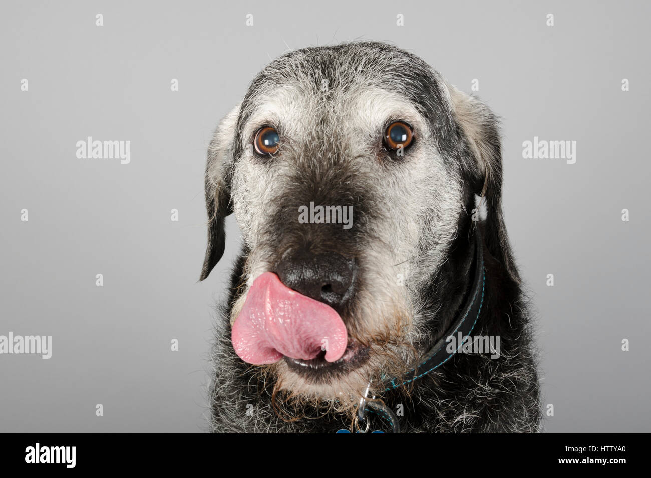 Lab Saluki Lurcher Cross 10 years old Male Stock Photo Alamy