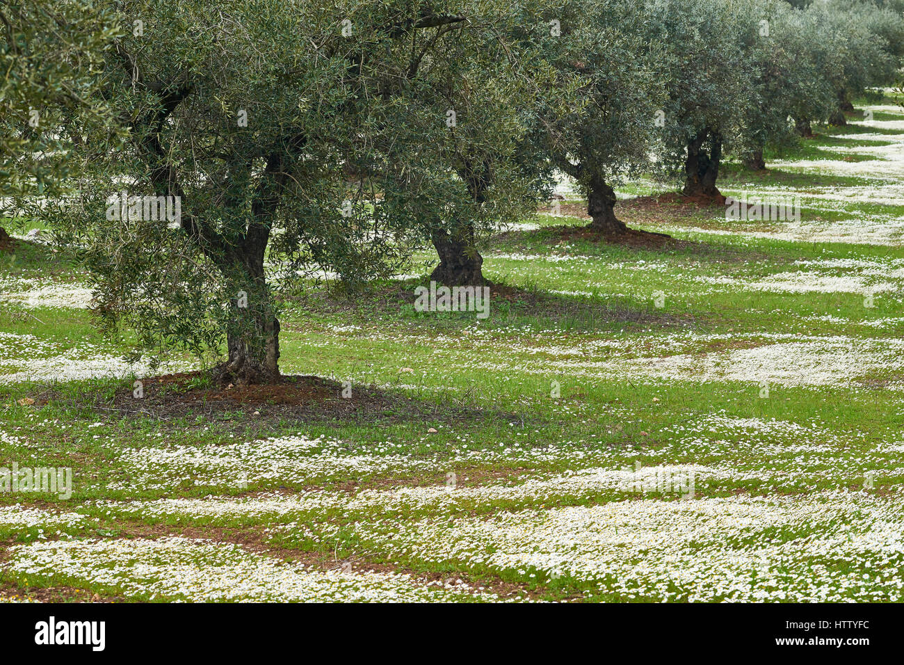 Olive tree orchard in Alentejo, Portugal.  Olea europaea Stock Photo