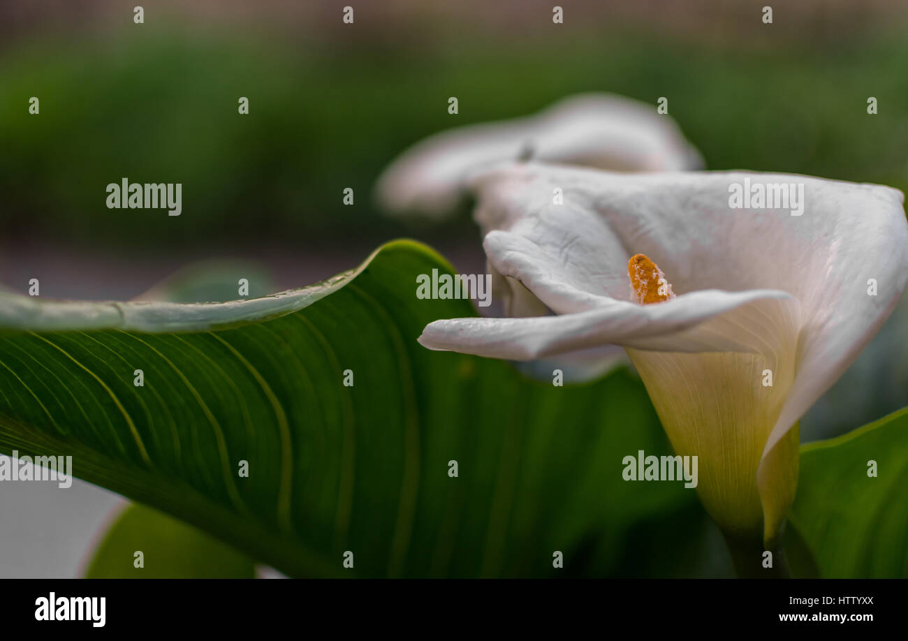 Selective focus of a large white Lilly in bloom. Corfu Greece Stock Photo