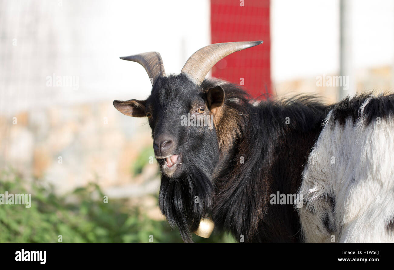 Goat L Portrait goat open mouth hi-res stock photography and images - Alamy