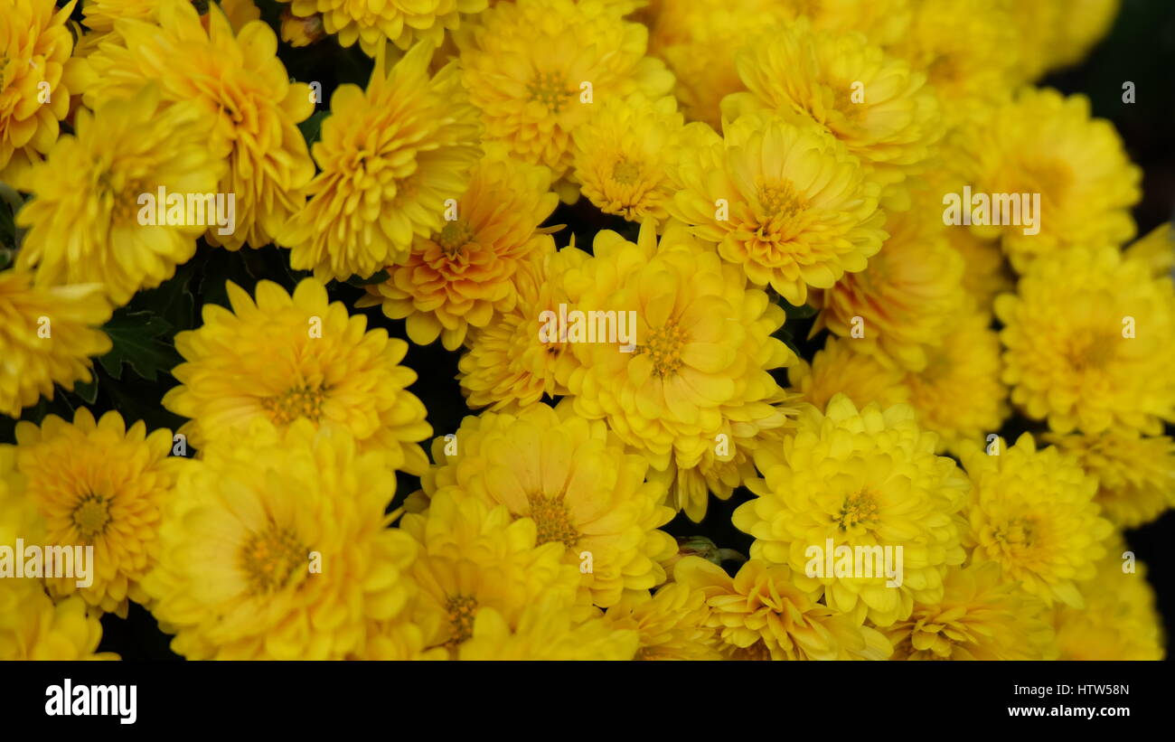 Small yellow chrysanthemum flowers blooming in autumn, Japan Stock