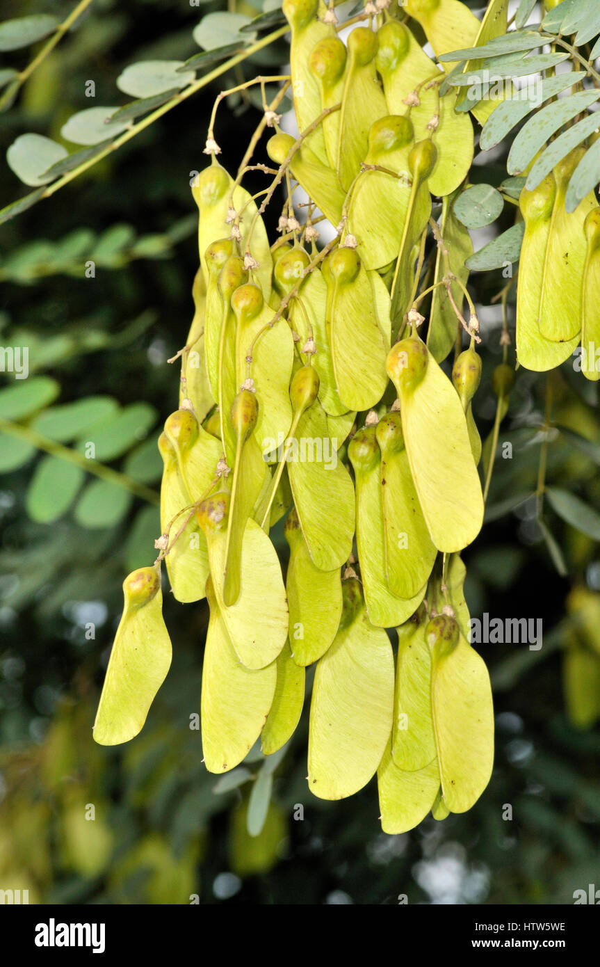 Fruit and sedes of Tipuana tipu Stock Photo