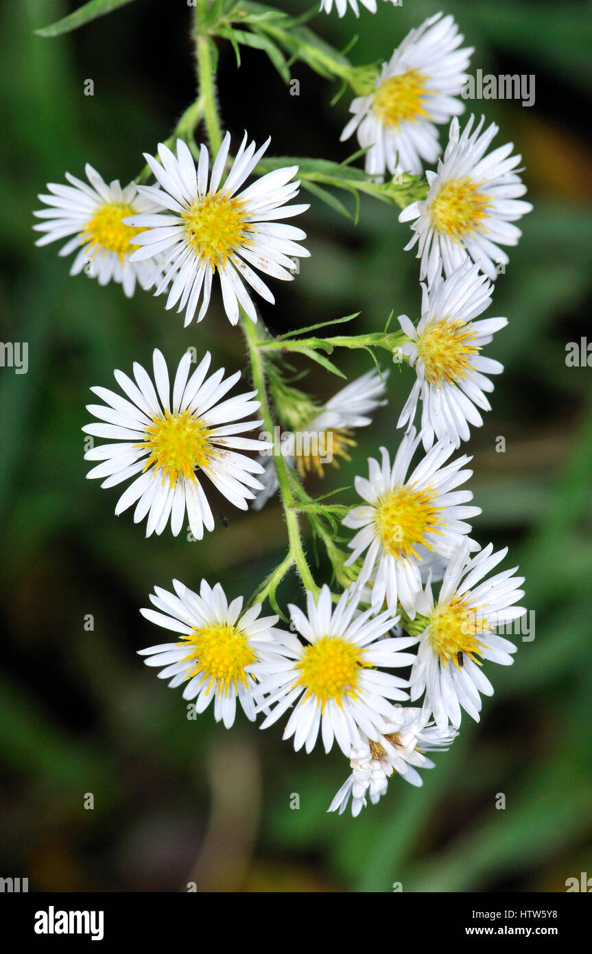 Flowers of Bellis sylvestris or the Southern Daisy Stock Photo