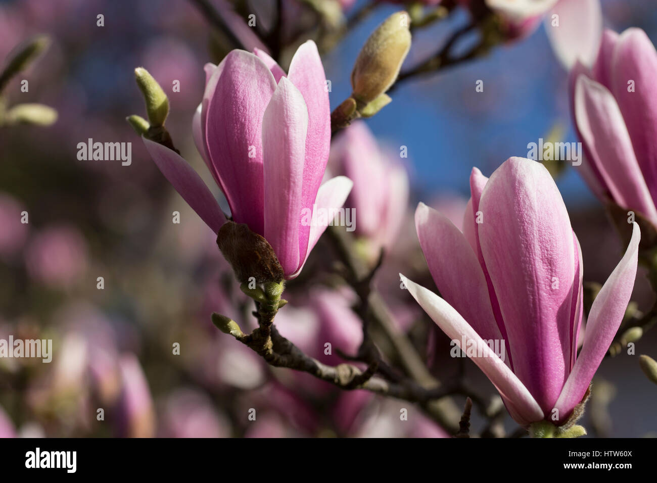Pink magnolia tree Stock Photo Alamy