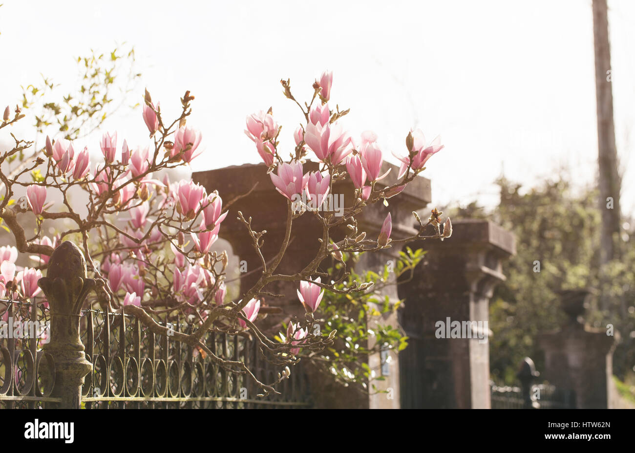 Pink magnolia tree Stock Photo - Alamy