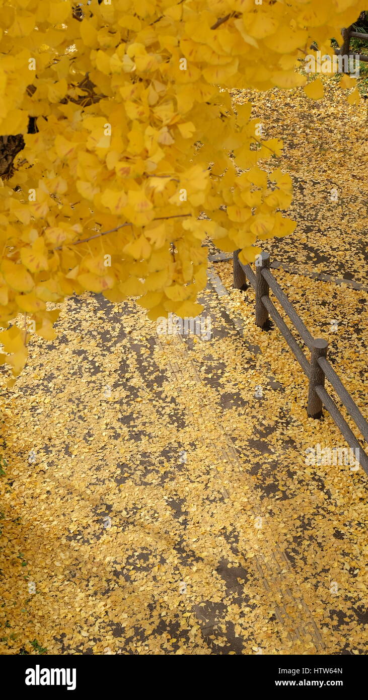Yellow ginkgo leaves on foreground with background full of yellow ginkgo leaves in autumn, Japan. Stock Photo