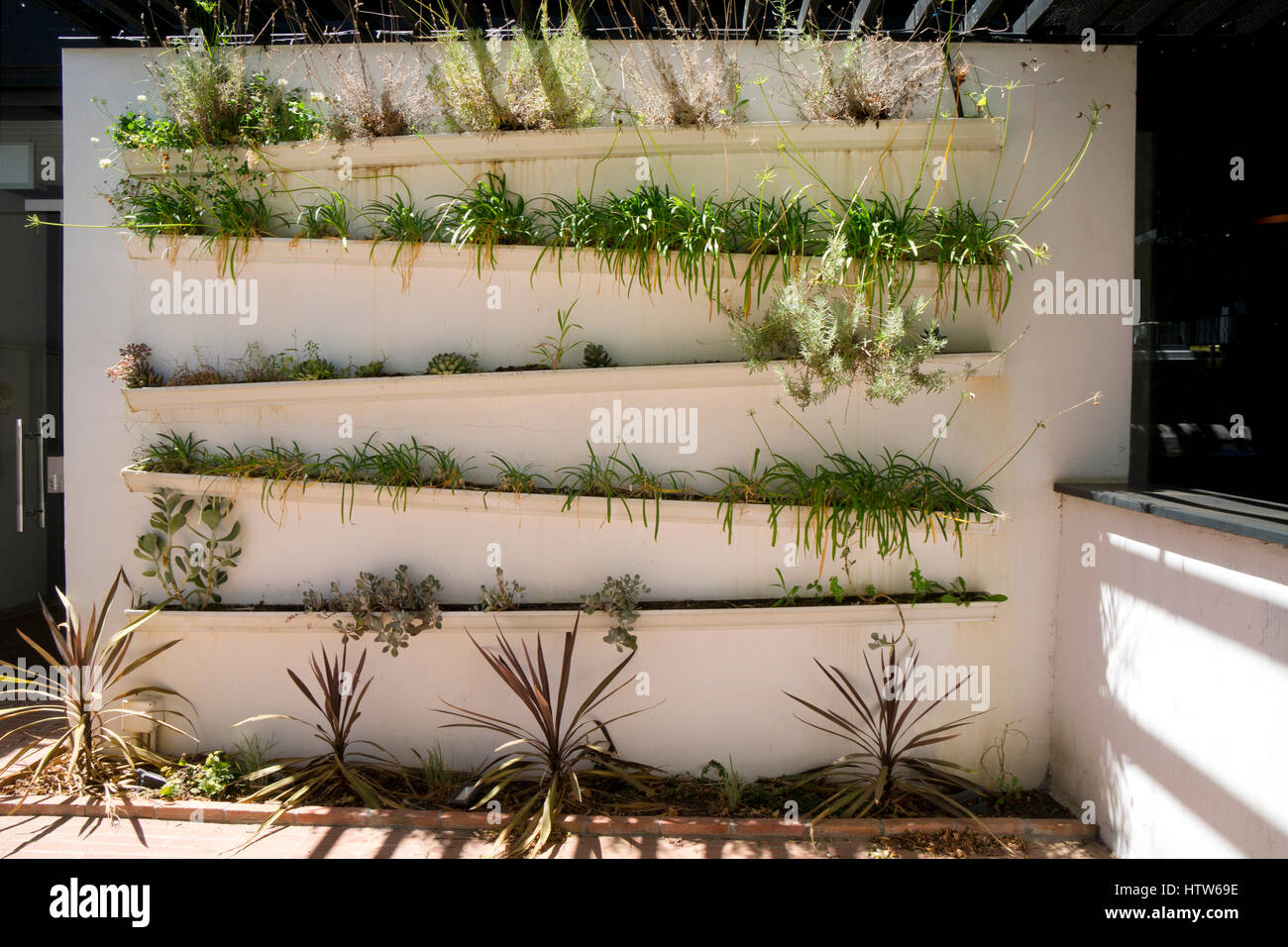 modern contempory plant display in troughs,south africa Stock Photo