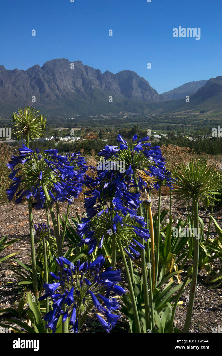 Franschhoek,Wine Region,Western Cape,South Africa Stock Photo