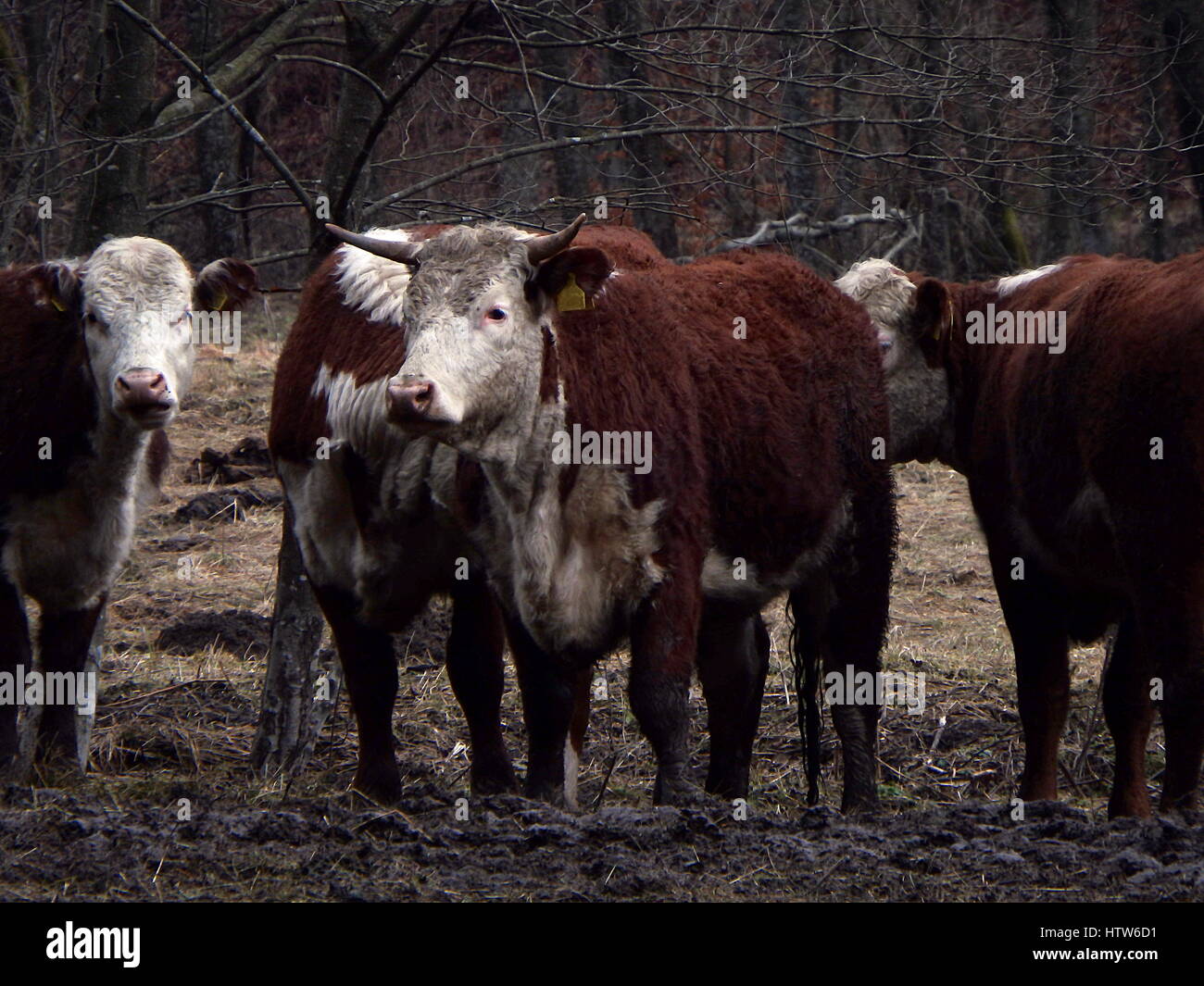 white - brown cows on winter pasture Stock Photo - Alamy