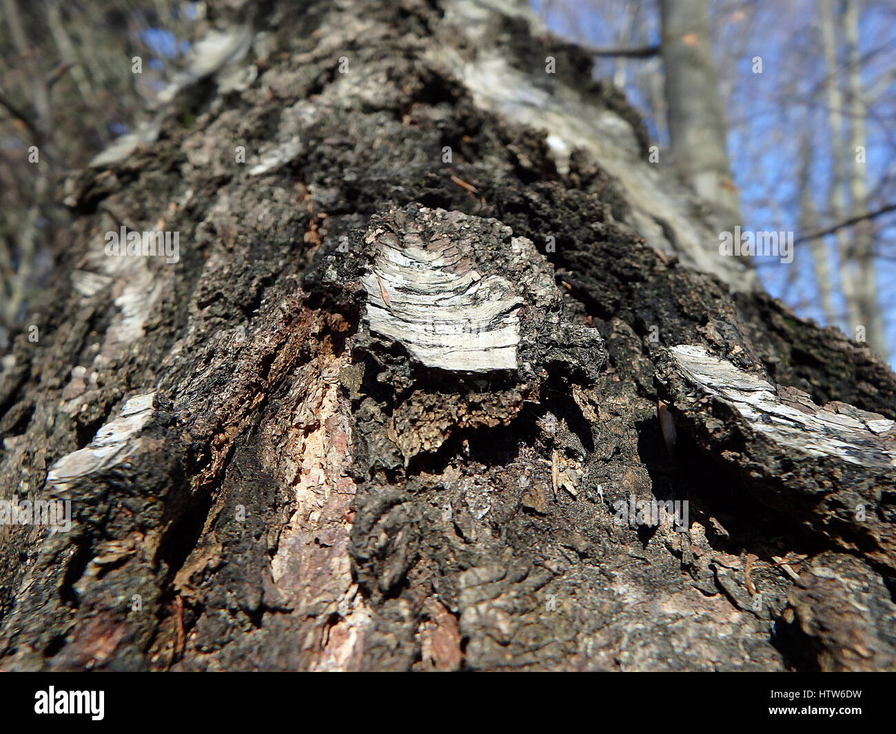birch bark - background,birch trunk Stock Photo - Alamy