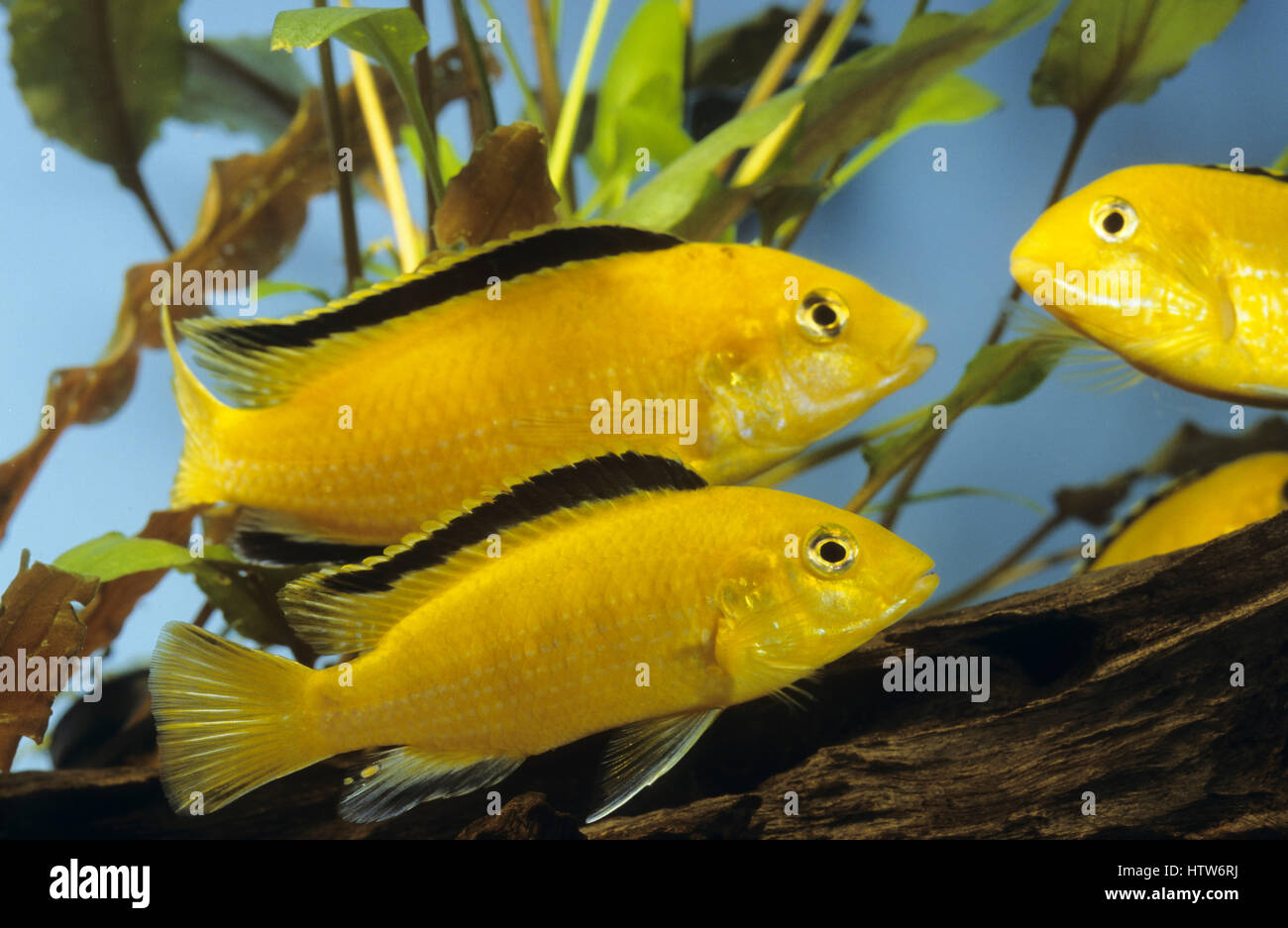 Gelber Maulbrüter, Gelber Malawi, Gelber Labidochromis, Goldener Labidochromis, Labidochromis Yellow, Malawi-Buntbarsch, Zuchtform, Labidochromis caer Stock Photo