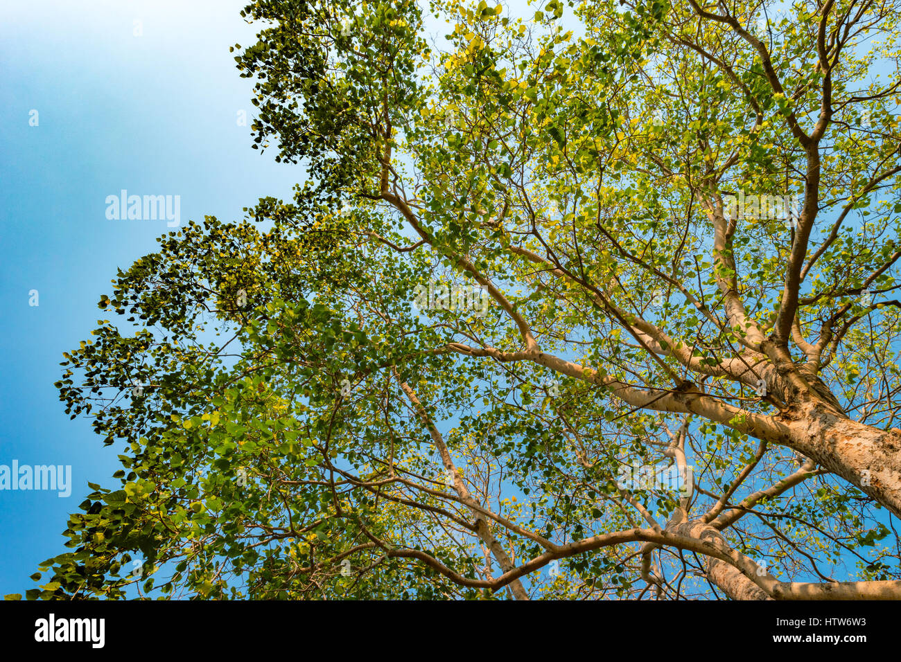 Giant stem of pterocarpus indicus tree against sun on summer day. Stock Photo