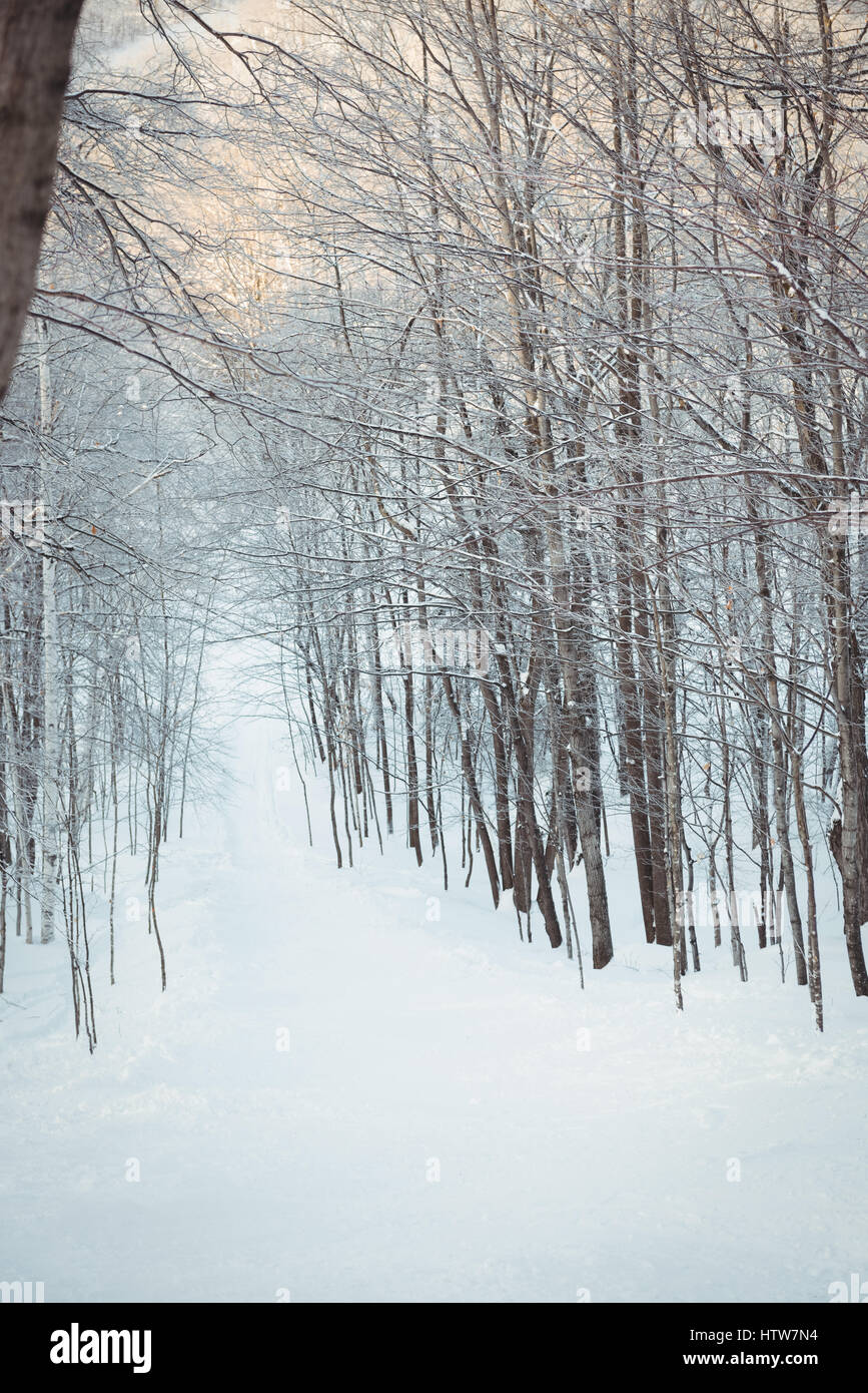 Snow covered path passing through bare trees Stock Photo - Alamy