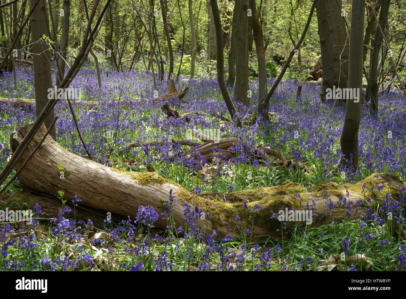 Noel Tatt Biglietto D'Auguri Quadrato 160x160 Mm - "Beautiful Bluebell Woods" - Interno Bianco Per Messaggio Personale - Compleanno, Guarigione, Simpatia