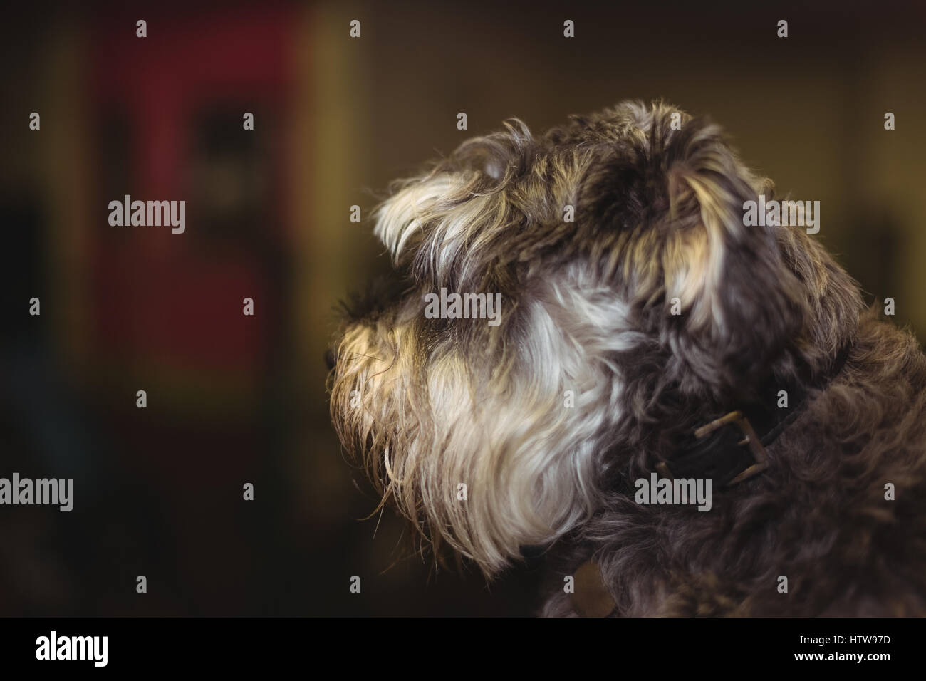Cairn terrier puppy Stock Photo