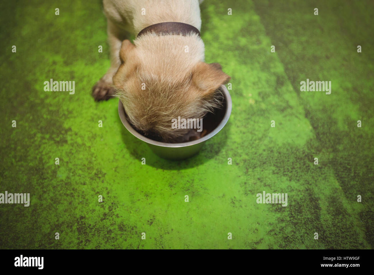 Puppy eating from dog bowl Stock Photo