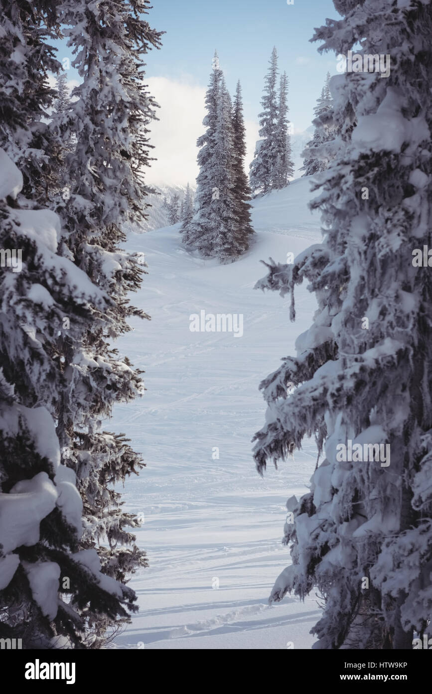Pine trees snow slope hi-res stock photography and images - Alamy