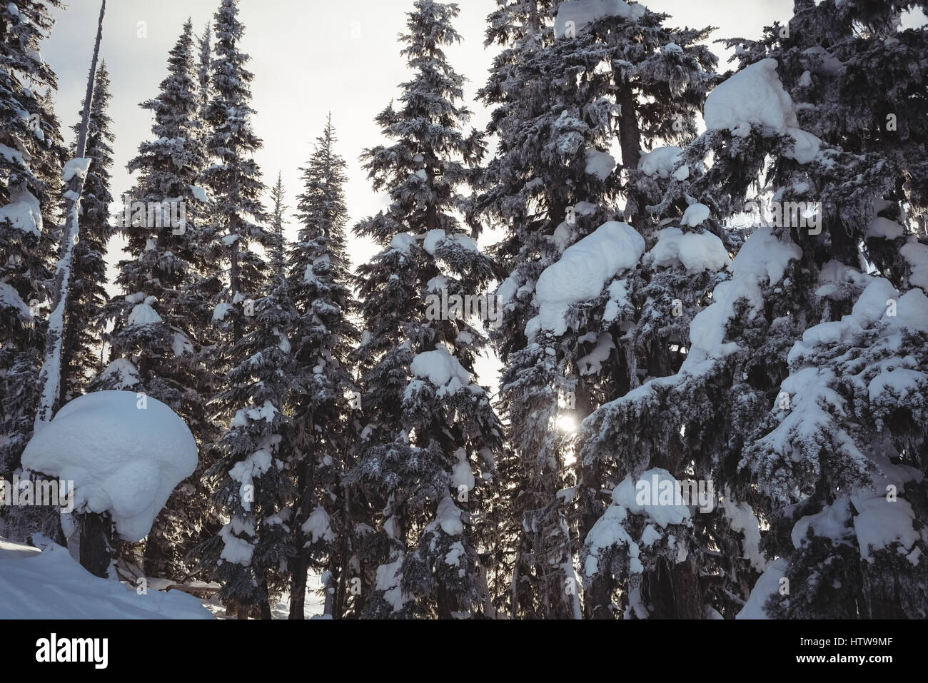 Snow covered pine trees on the alp mountain Stock Photo - Alamy