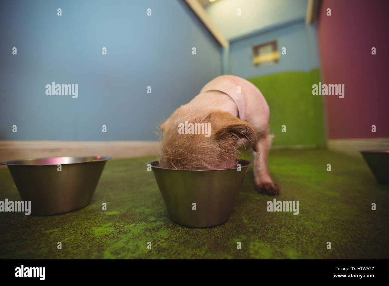 Puppy eating from dog bowl Stock Photo Alamy