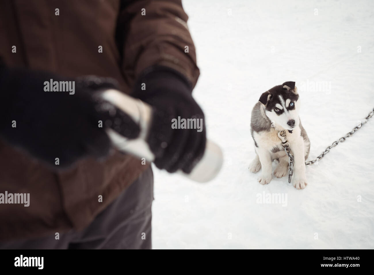 Musher holding thermos while Siberian dog sitting on snow Stock Photo