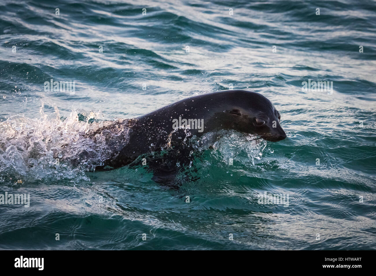 Australian Fur Seal (Arctocephalus pusillus) Stock Photo