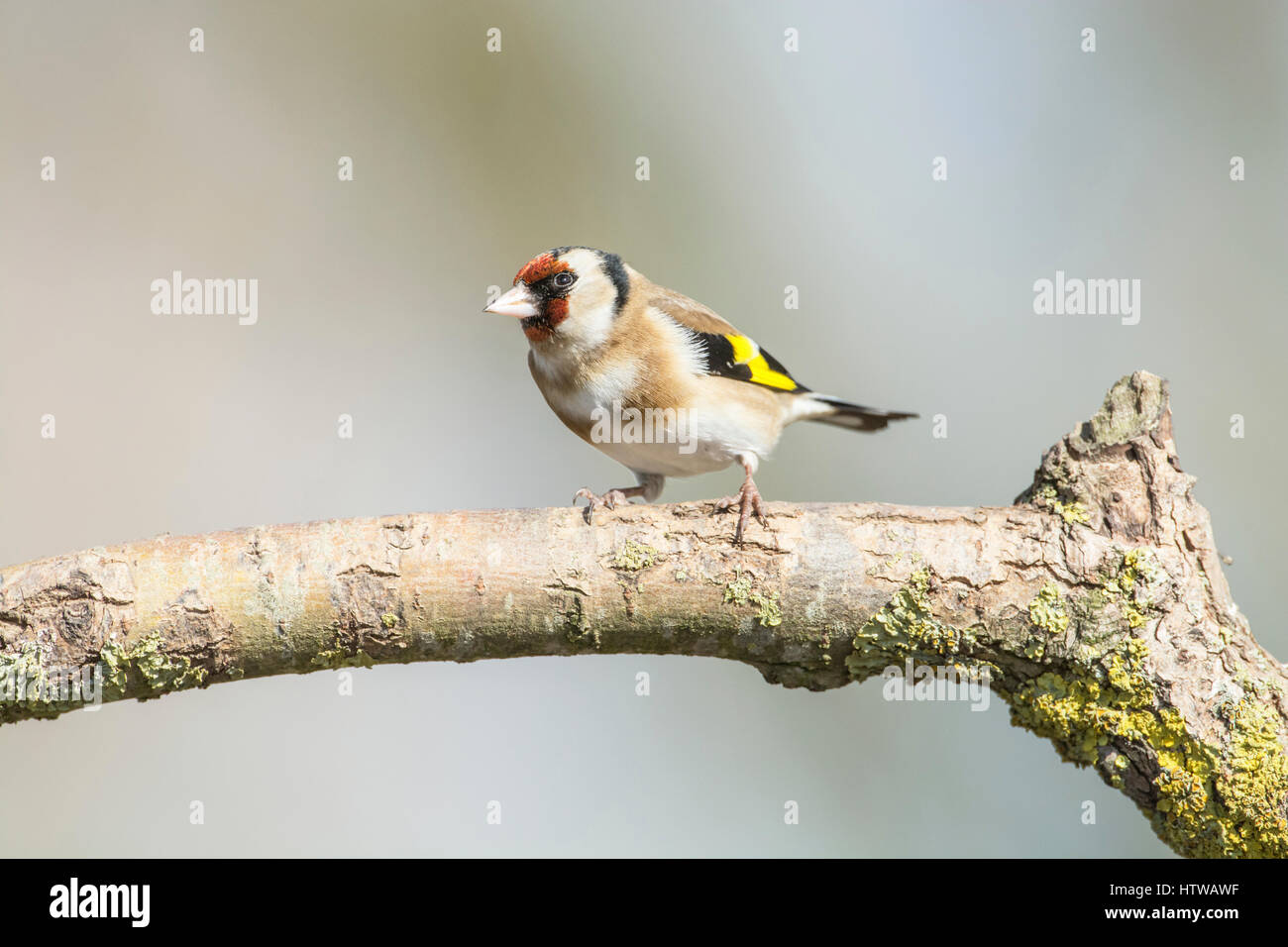 Goldfinch (Carduelis carduelis) perched on a branch Stock Photo