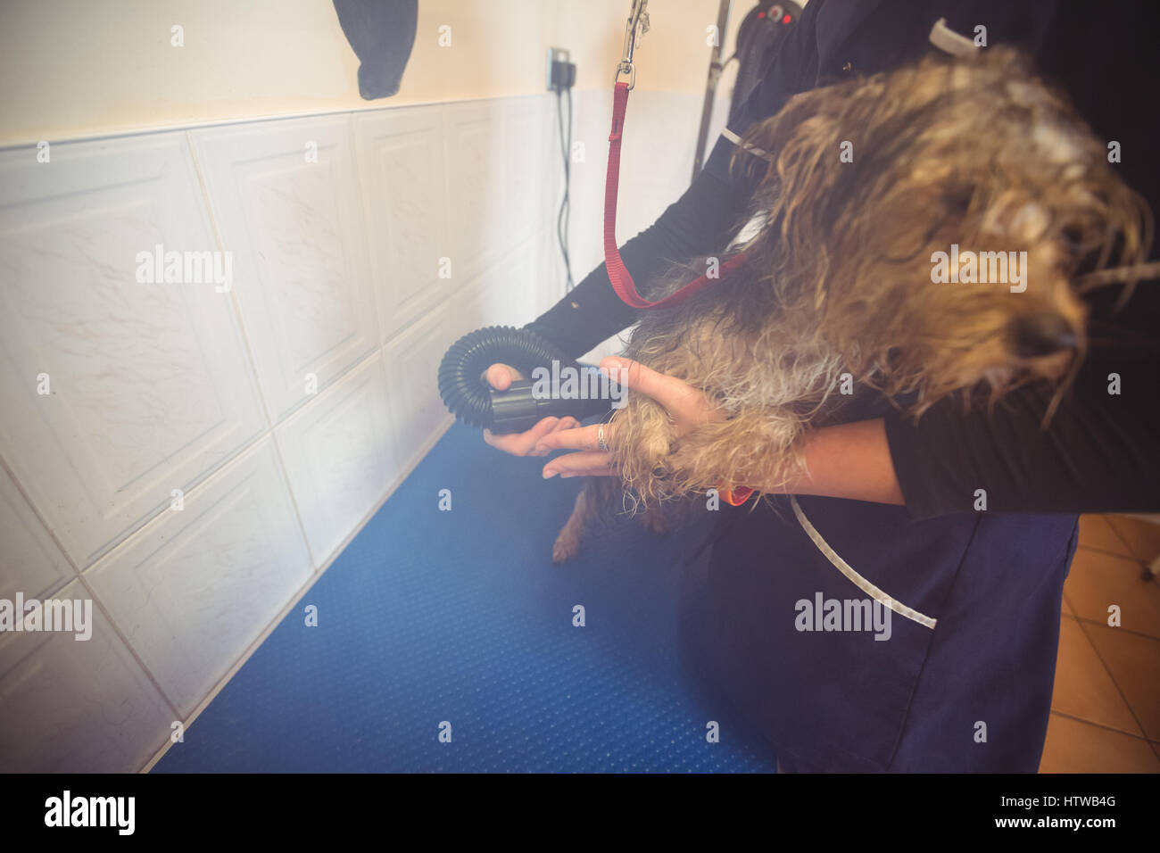 Woman using dryer on dog after wash Stock Photo Alamy