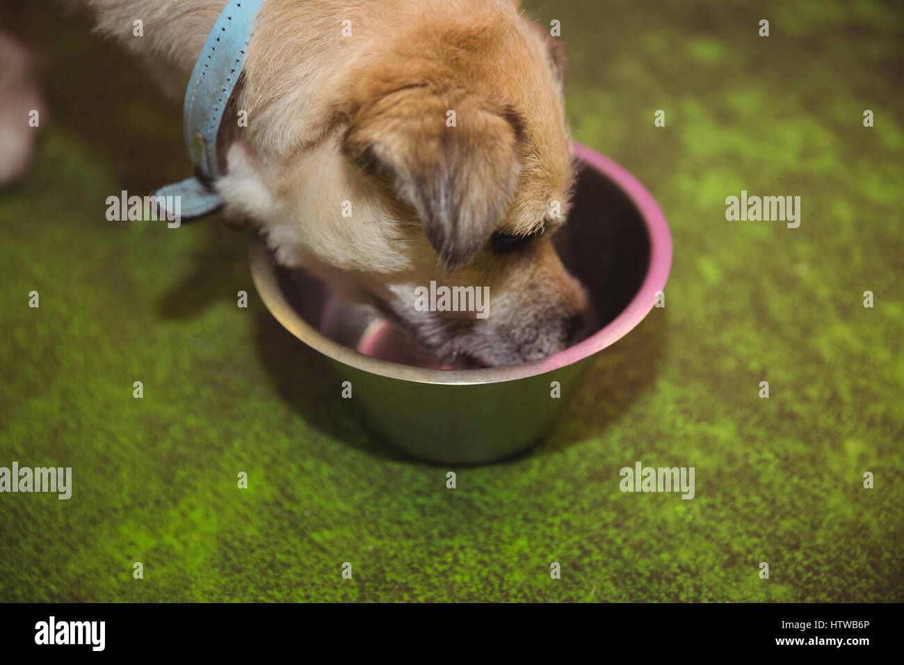 Puppy eating from dog bowl Stock Photo Alamy