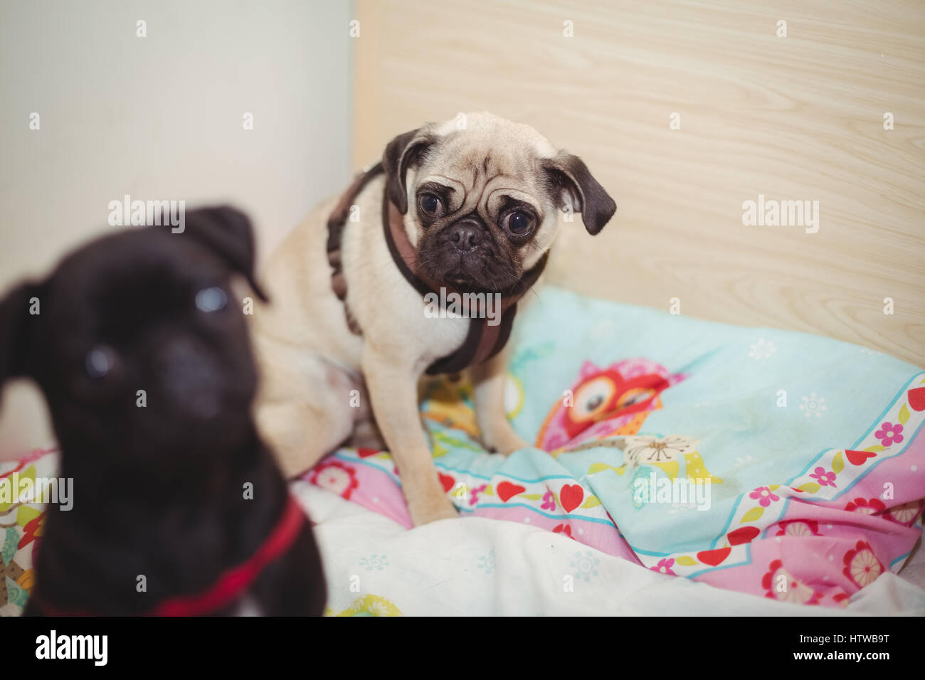 Pug dogs resting on dog bed Stock Photo Alamy