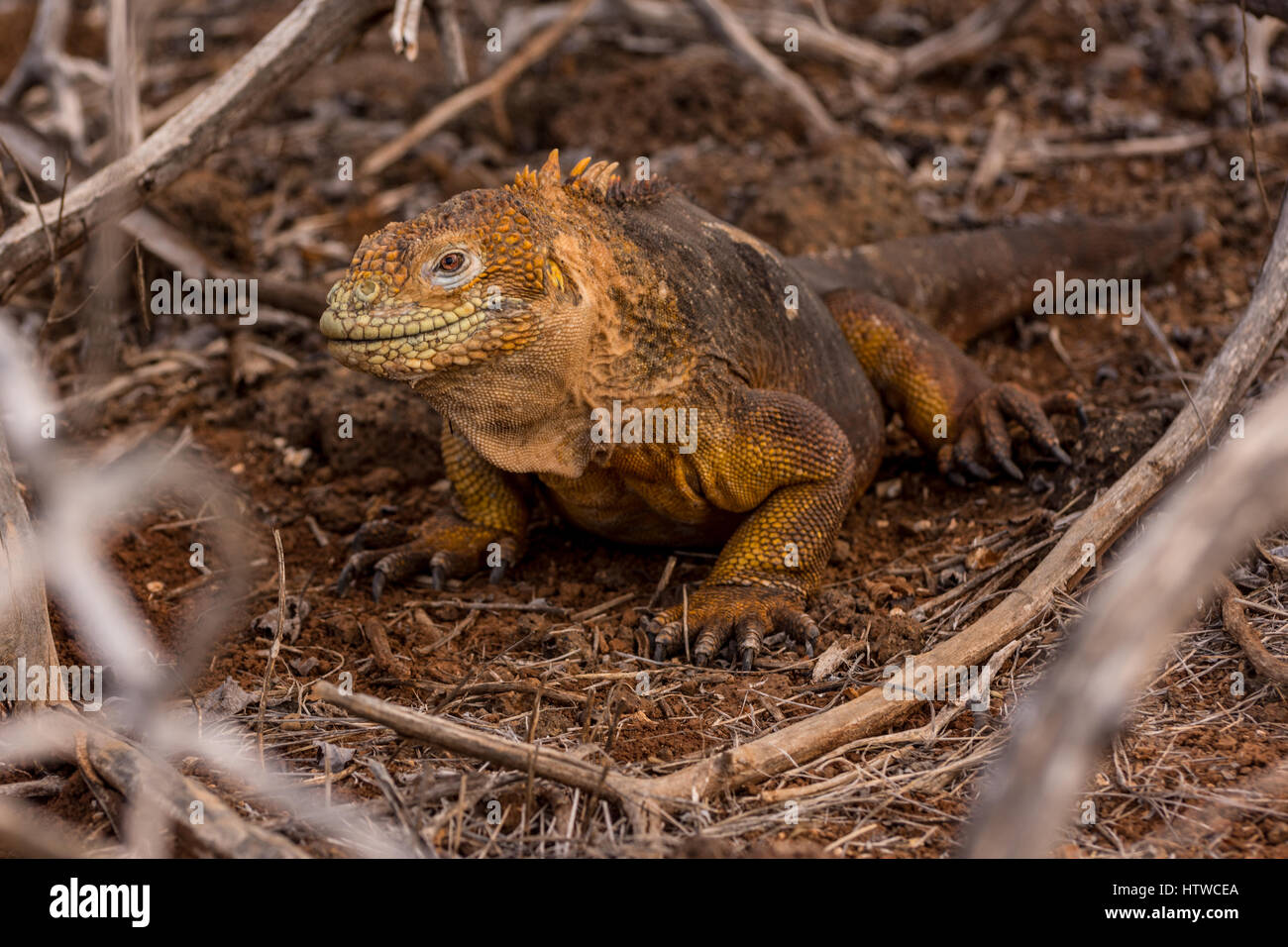 A Galapagos Land Iguana (Conolophus subcristatus) in the underbrush in the Galapagos Islands, Ecuador. Stock Photo