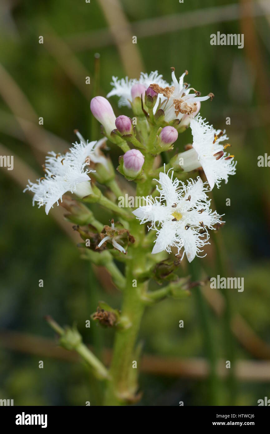Menyanthes trifoliata Stock Photo