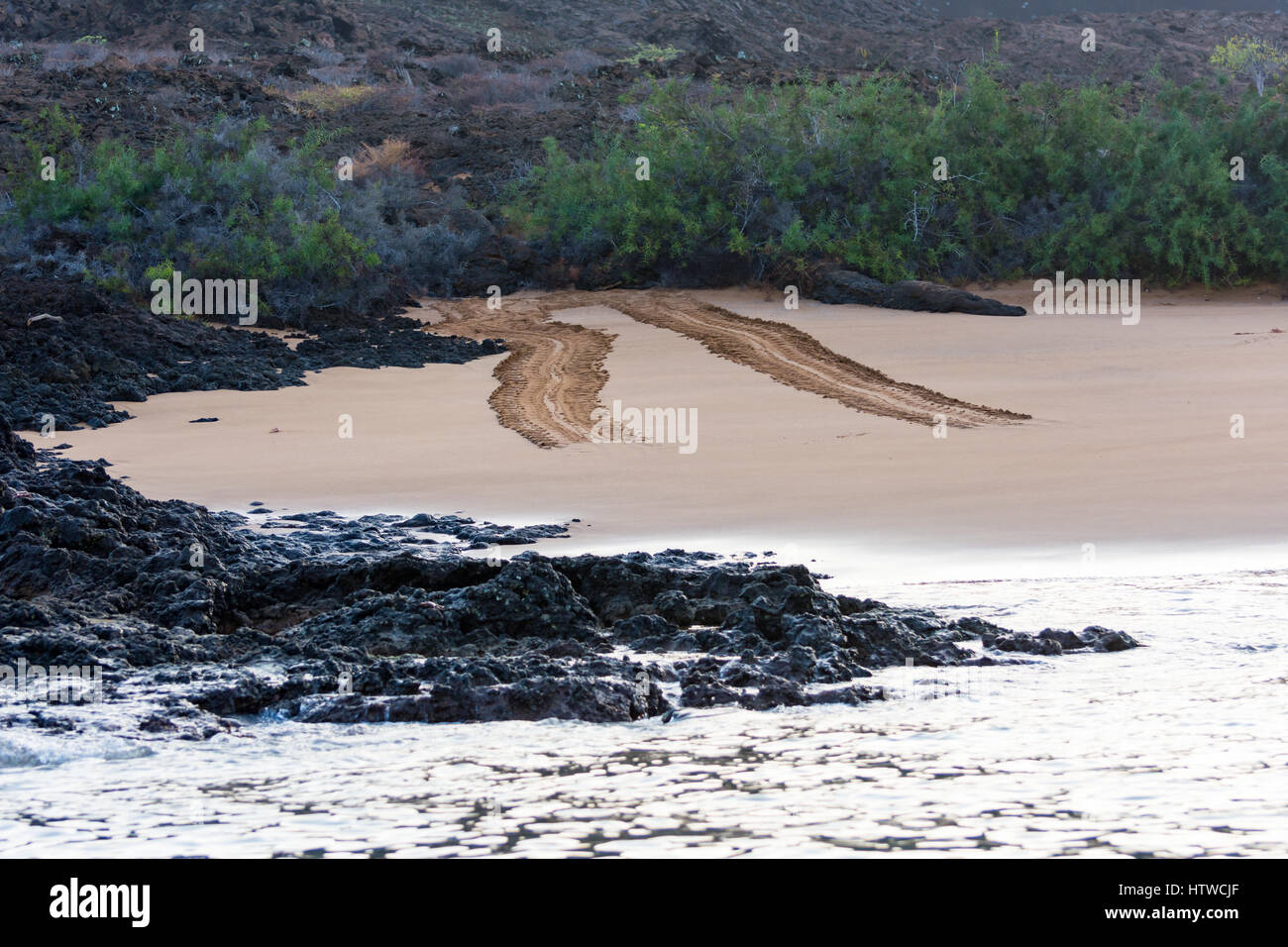 Sea turtle tracks marked the beach in the Galapagos Islands. Stock Photo