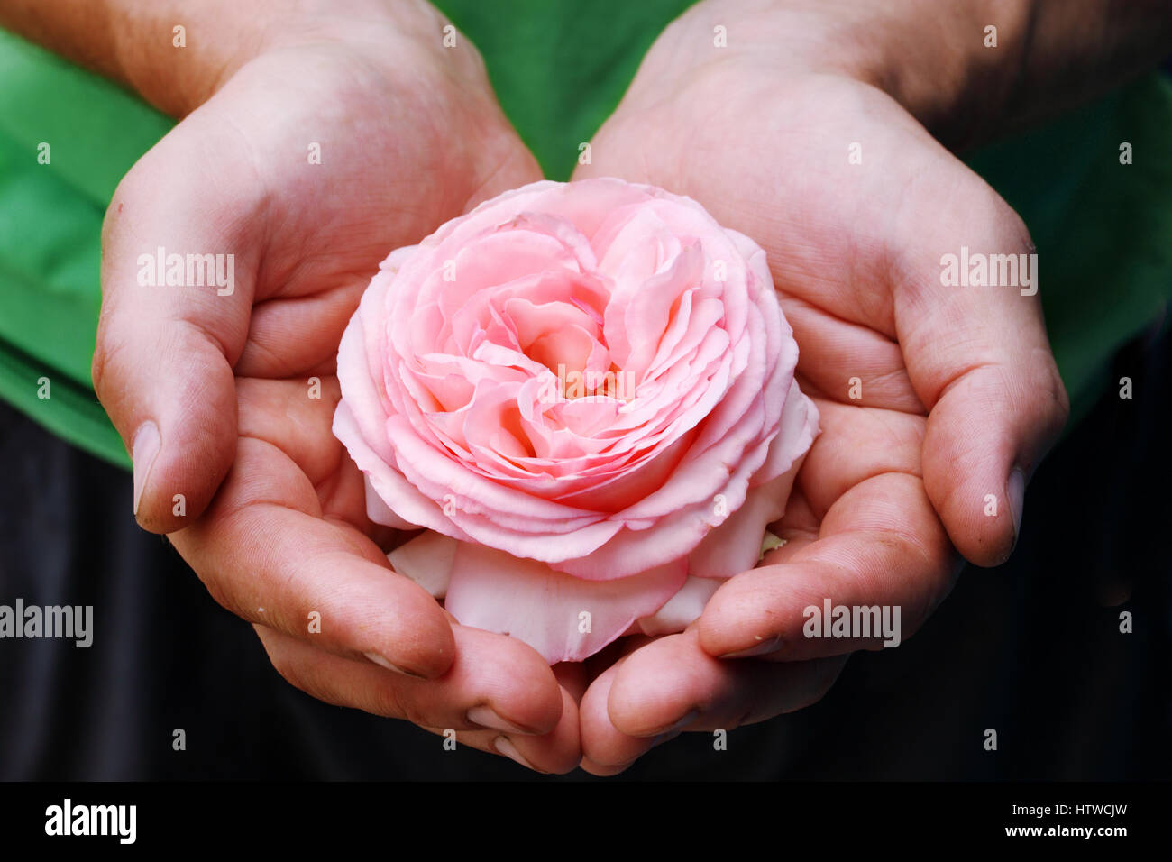 rose in the hands Stock Photo Alamy