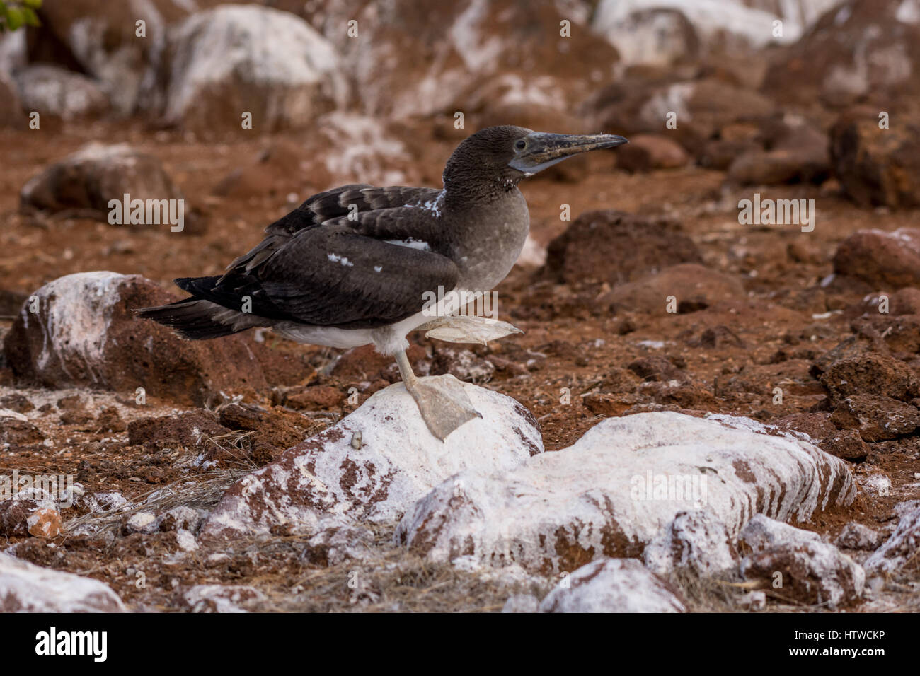 An immature Blue Booby (Sula nebouxii) standing on a rock with one foot raised on the Galapagos Islands. Stock Photo
