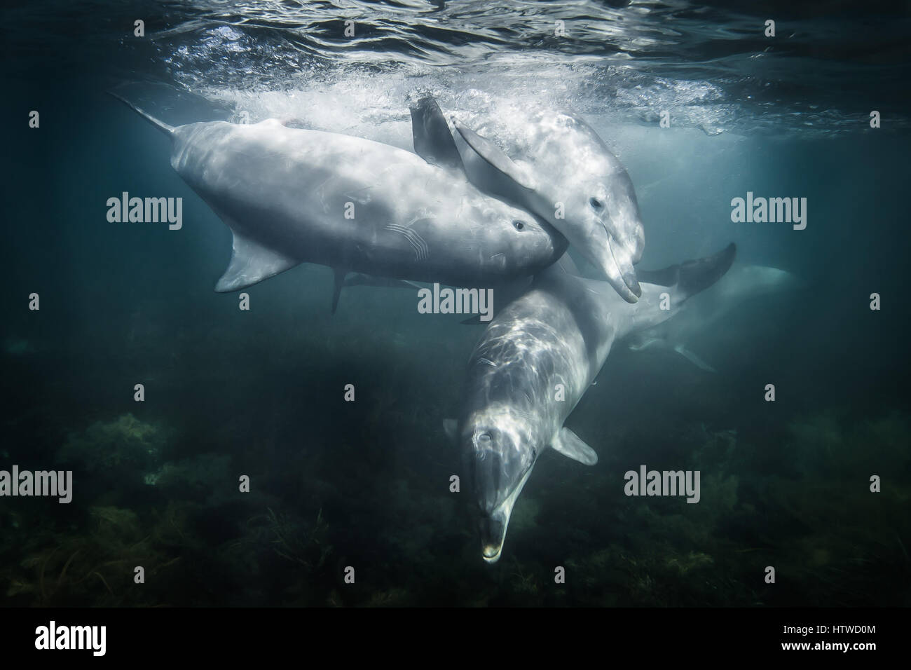 Bottlenose Dolphin (Tursiops Truncates) Stock Photo