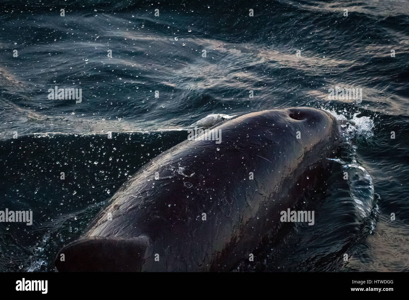 Bottlenose Dolphin (Tursiops Truncates) Stock Photo