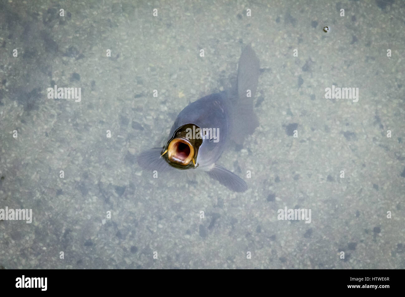 Carp fish mouth breathing above water Stock Photo