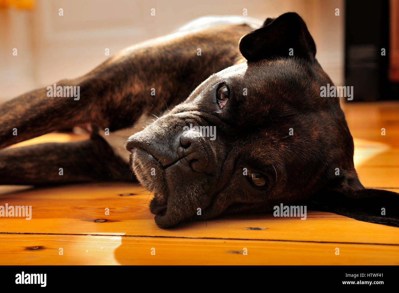 adorable, animal, background, big, black, boxer, breed, brown, canine, close, close-up, cut, cute, dog, doggy, domestic, eye, face, friend, front, Stock Photo
