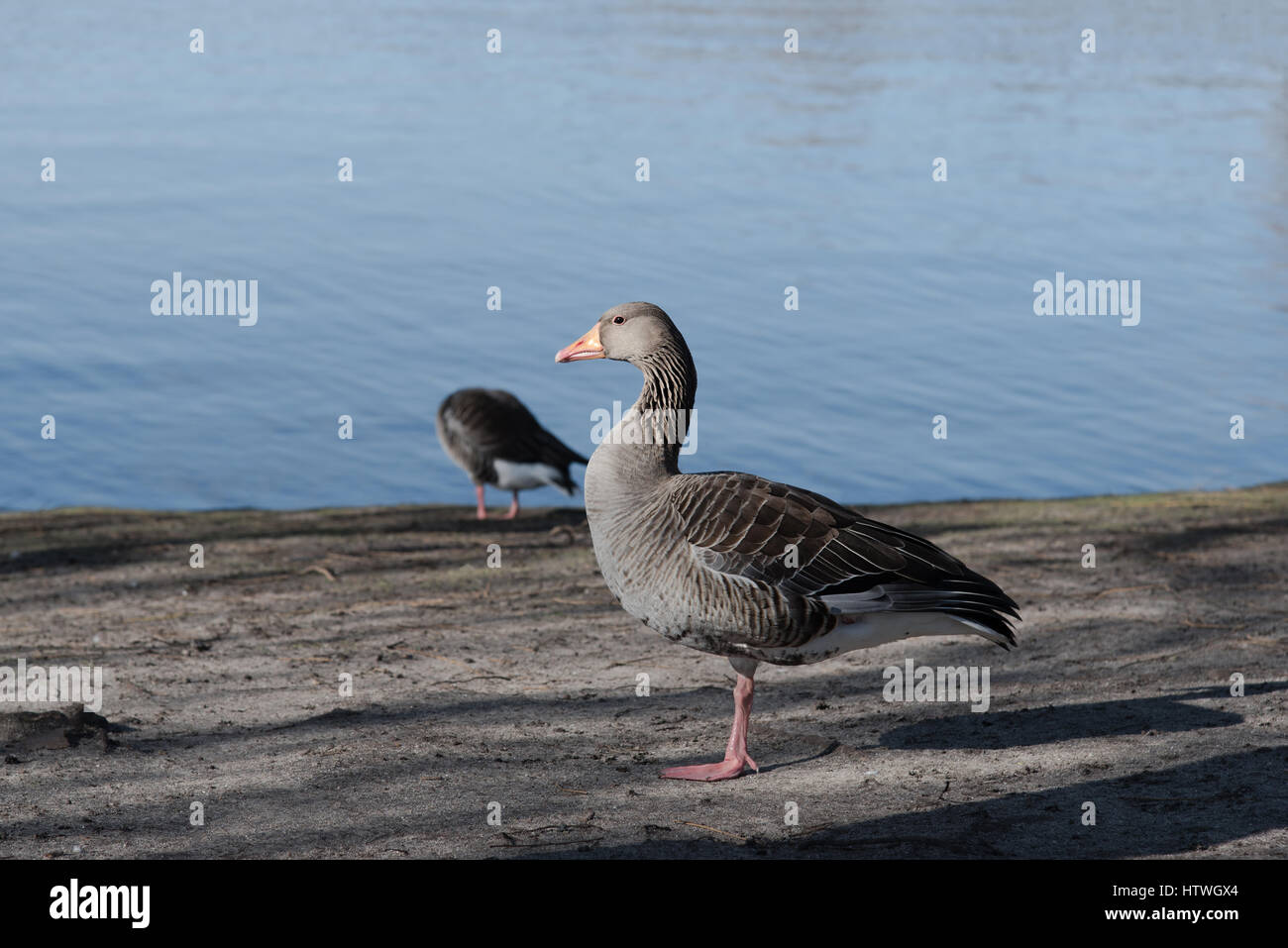 profile view of greylag goose standing on sandy ground close to the water Stock Photo