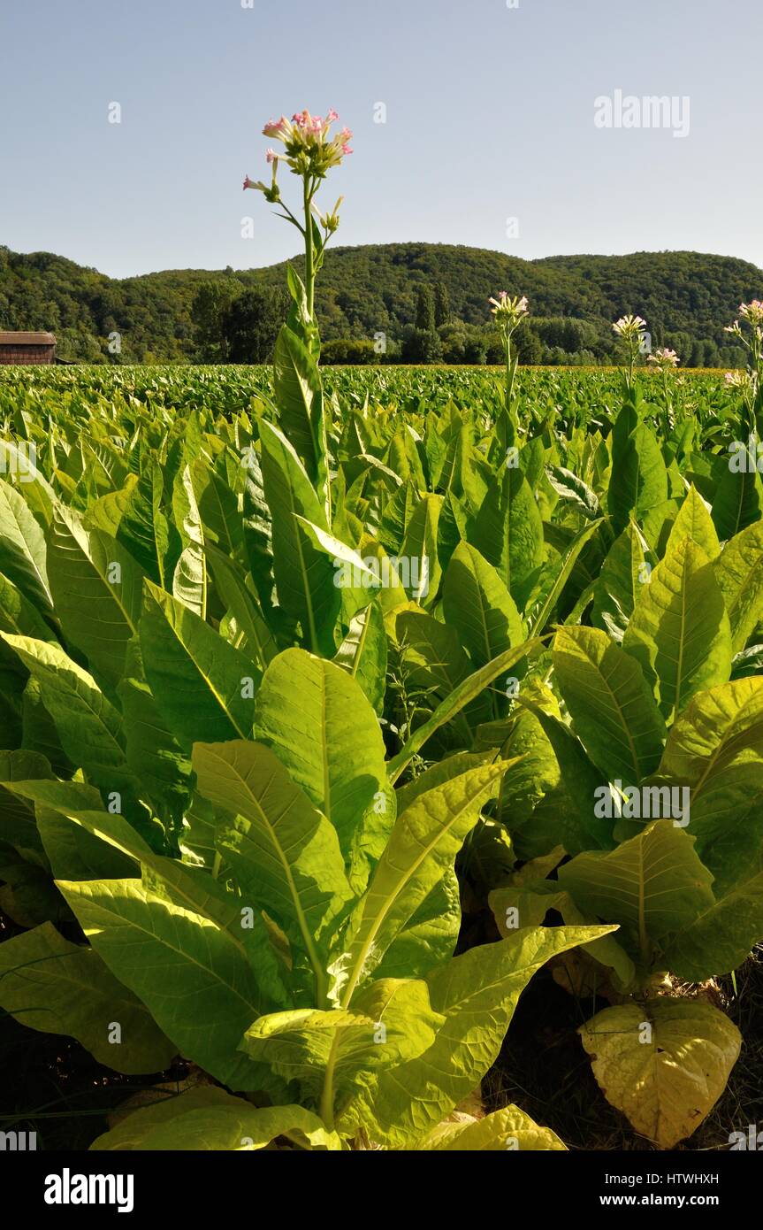 Champ de tabac en Dordogne Stock Photo