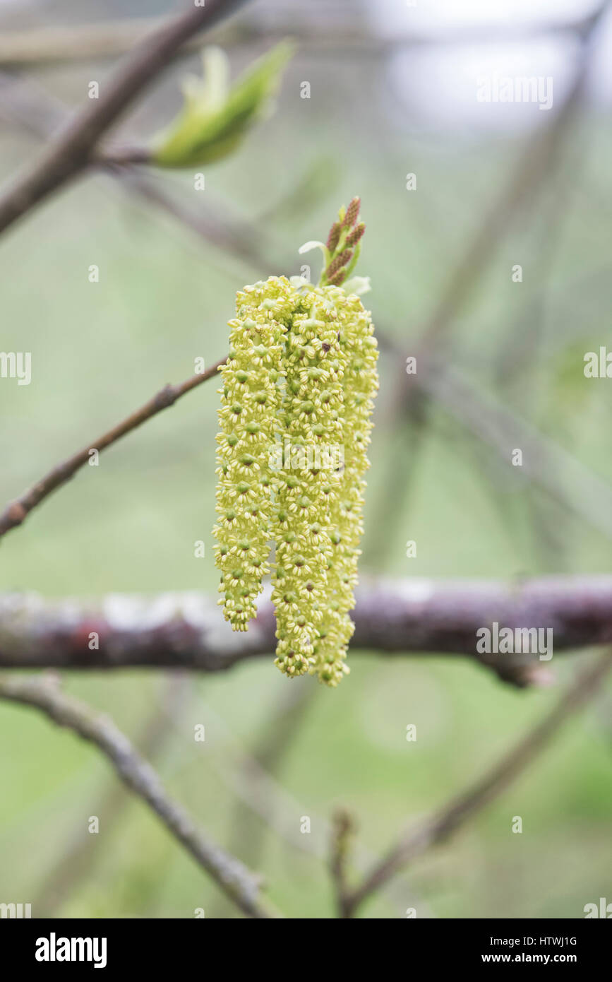 Alder Alnus maximowiczii catkins in early march. UK Stock Photo