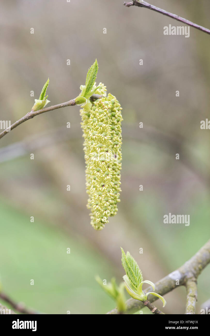 Alder Alnus maximowiczii catkins in early march. UK Stock Photo