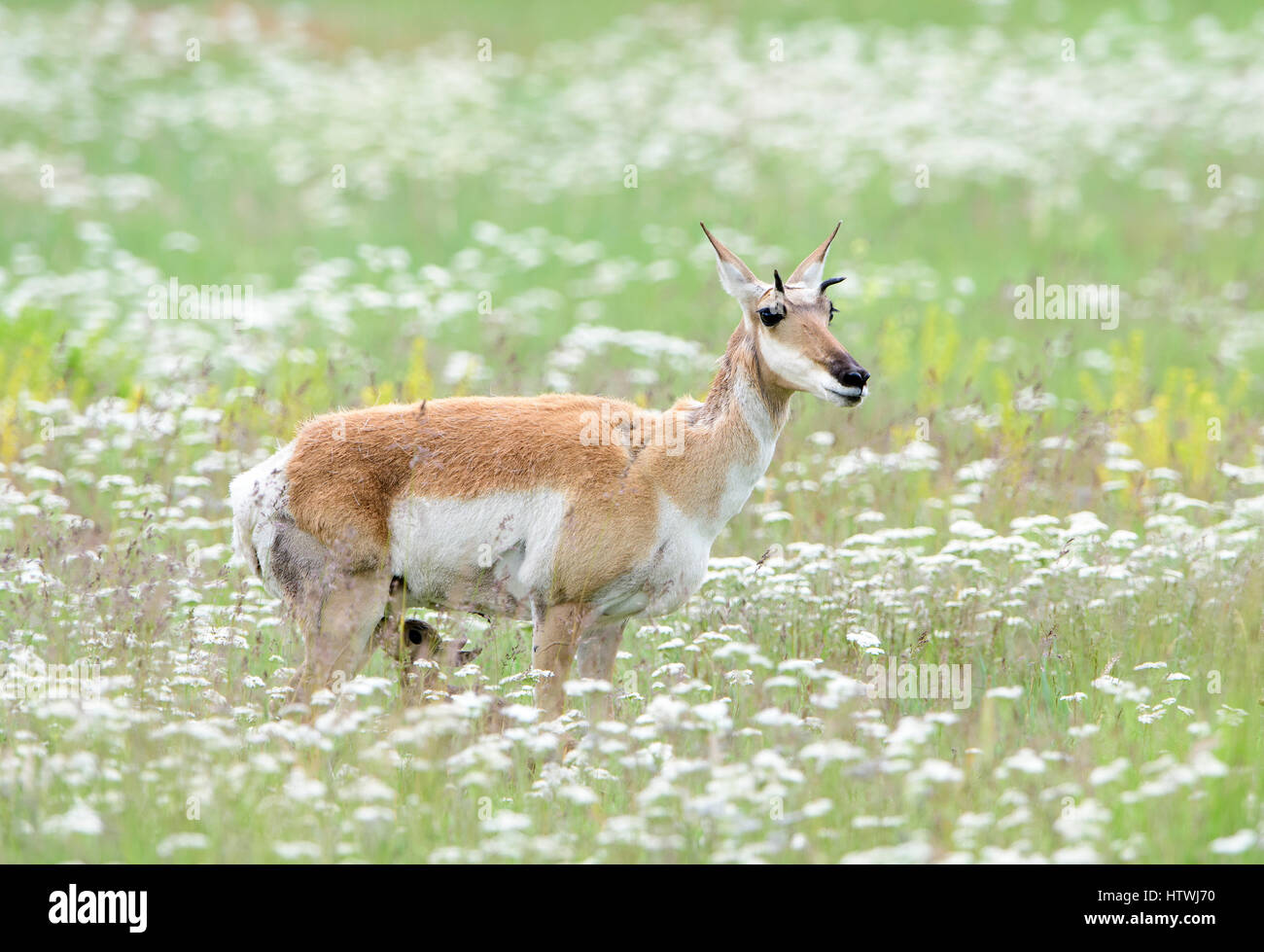 A pronghorn doe (Antilocapra americana) nurses her fawn, North America Stock Photo