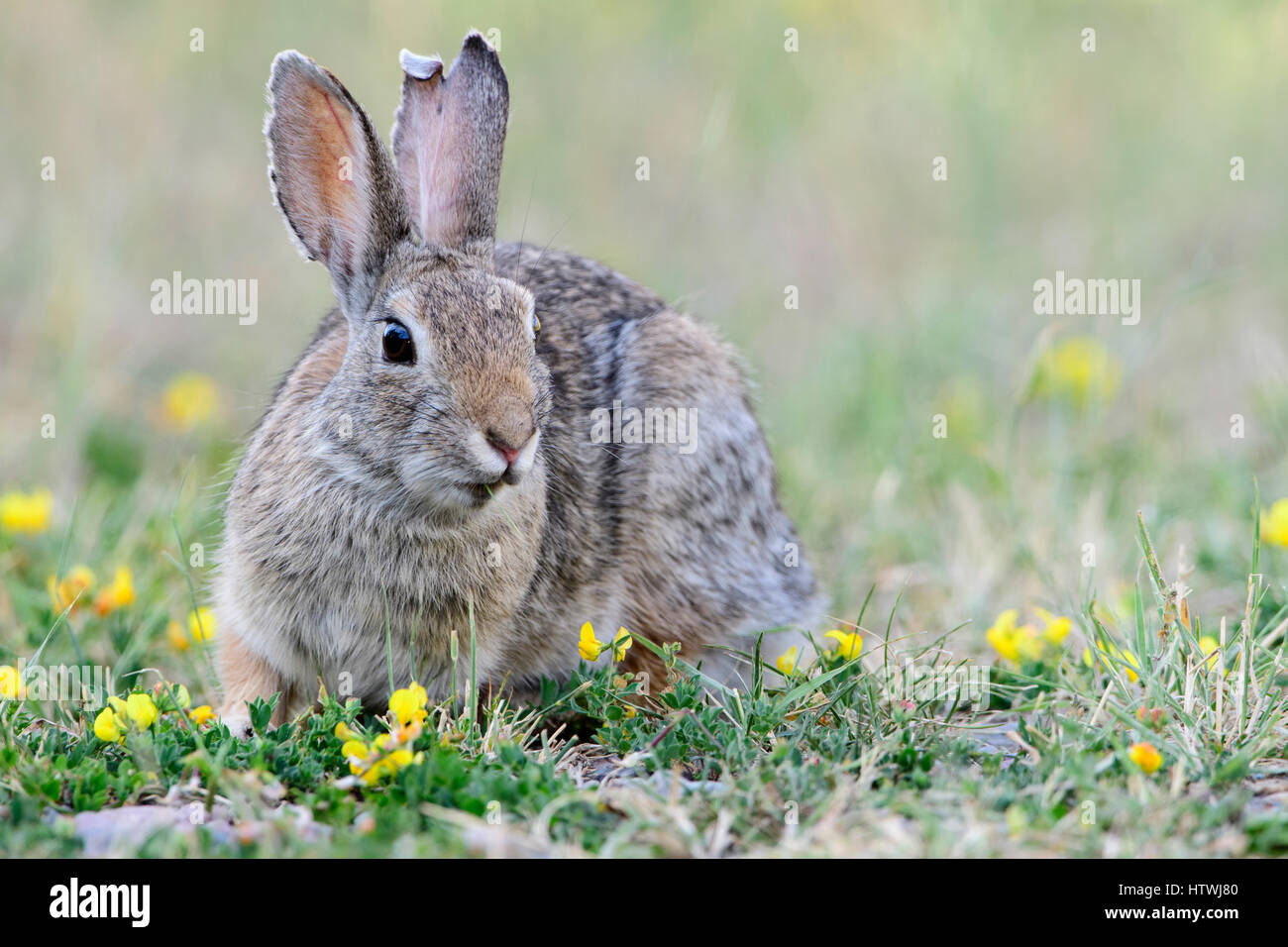 Mountain Cottontail Rabbit (Sylvilagus nuttallii), North America Stock Photo
