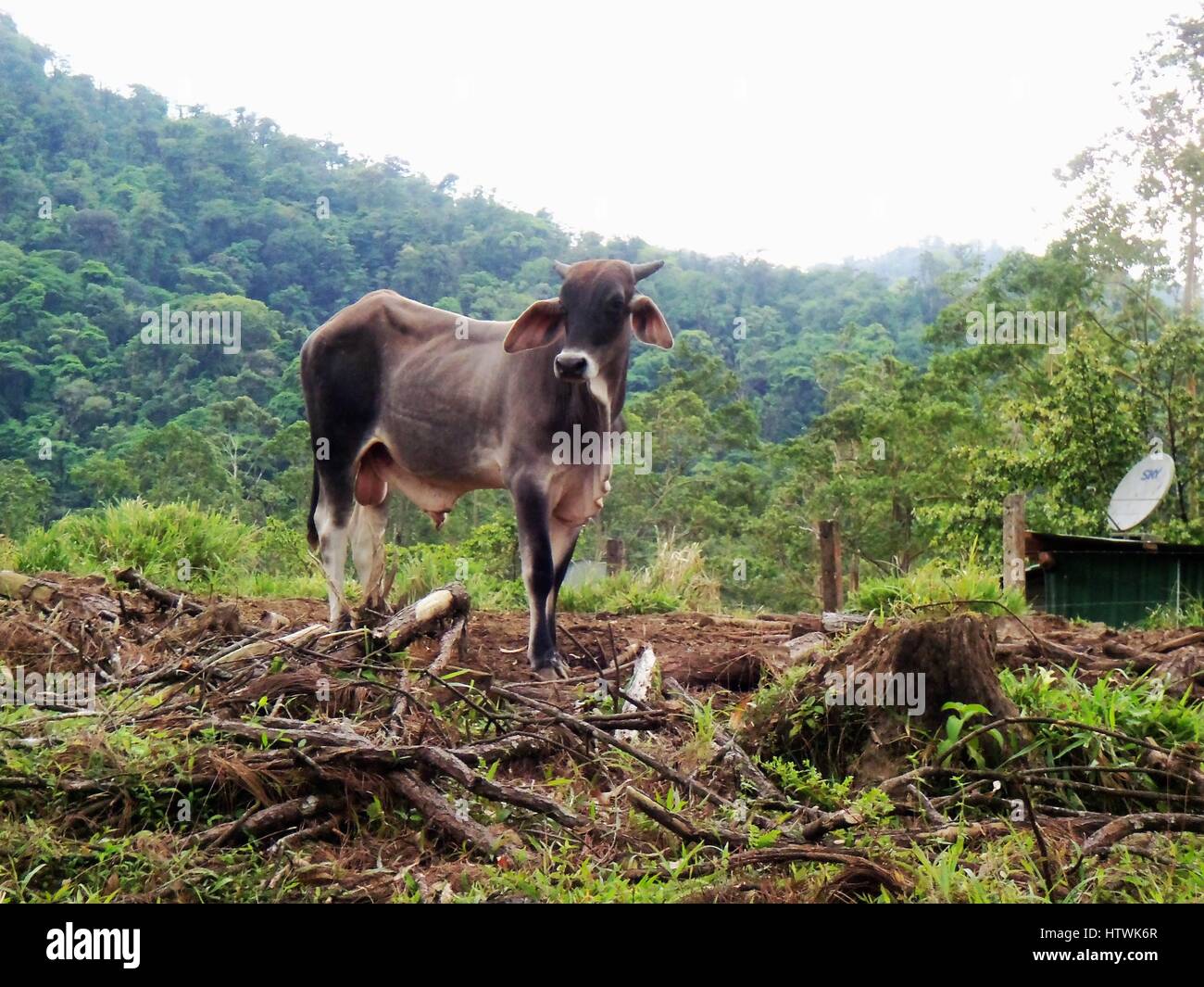 Cow in Costa Rica Stock Photo Alamy