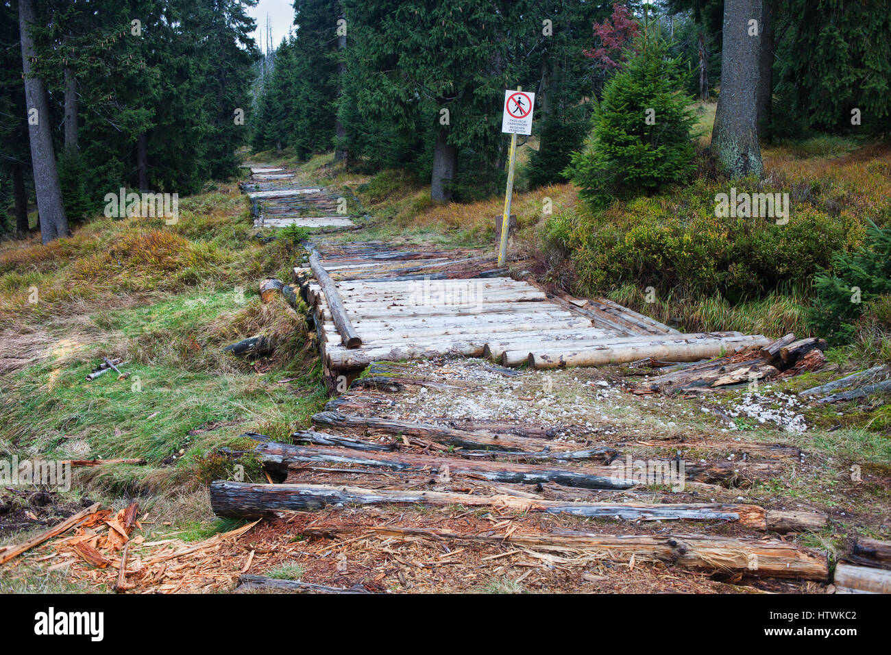 Footpath paved with tree logs to stabilize wet soft ground in mountain ...