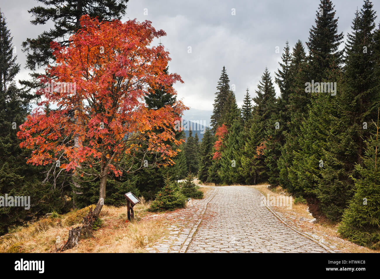 Paved road in autumn mountain forest, Karkonosze Mountains Sudetes, Poland Stock Photo
