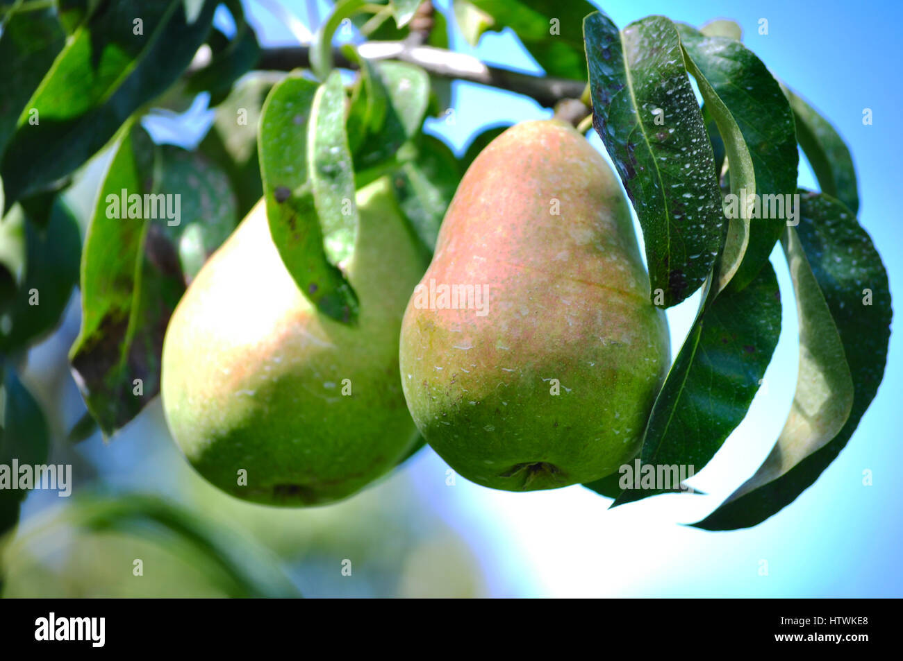 pears covered with residue after  treatment, probably  with kaolin spray Stock Photo