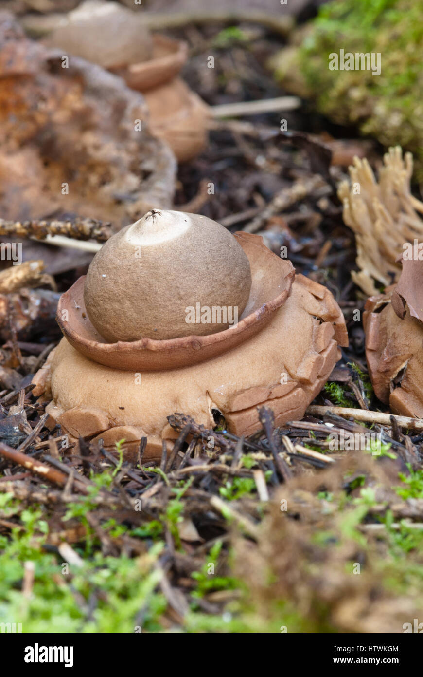 Fungus alberta hires stock photography and images Alamy